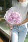 Charme de Peony